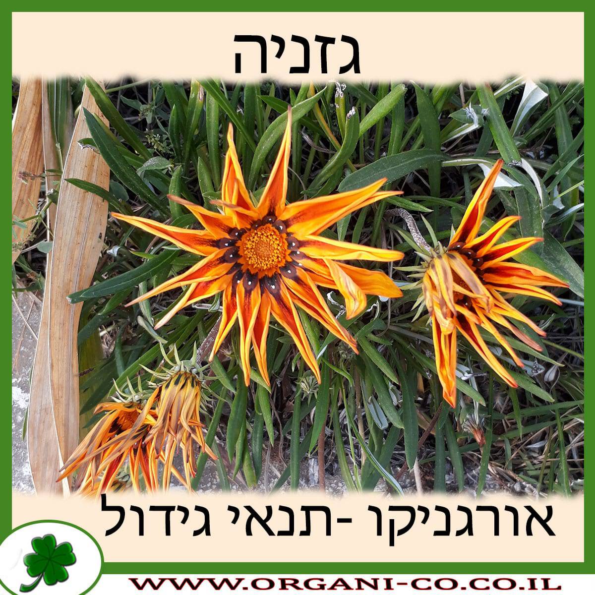 גזניה