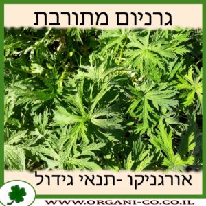 גרניום מתורבת