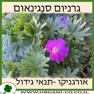 גרניום סנגינאום