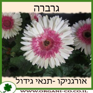 גרברה