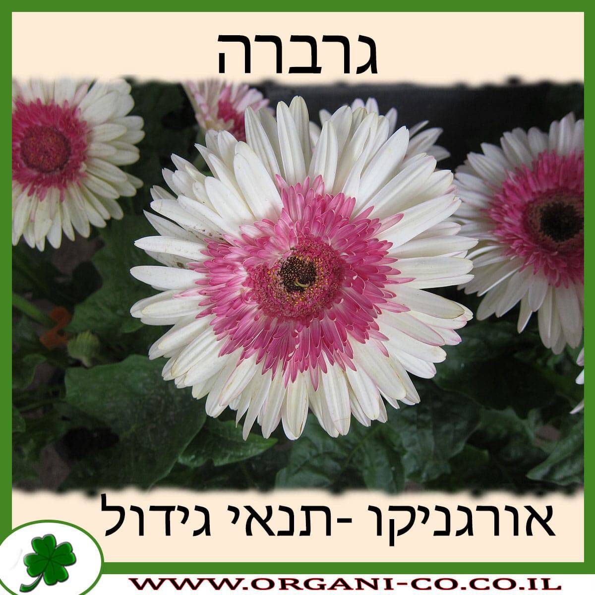 גרברה