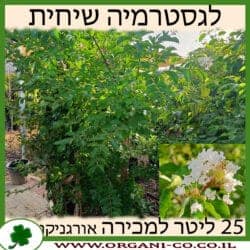 לגסטרמיה הודית שיחית 25 ליטר