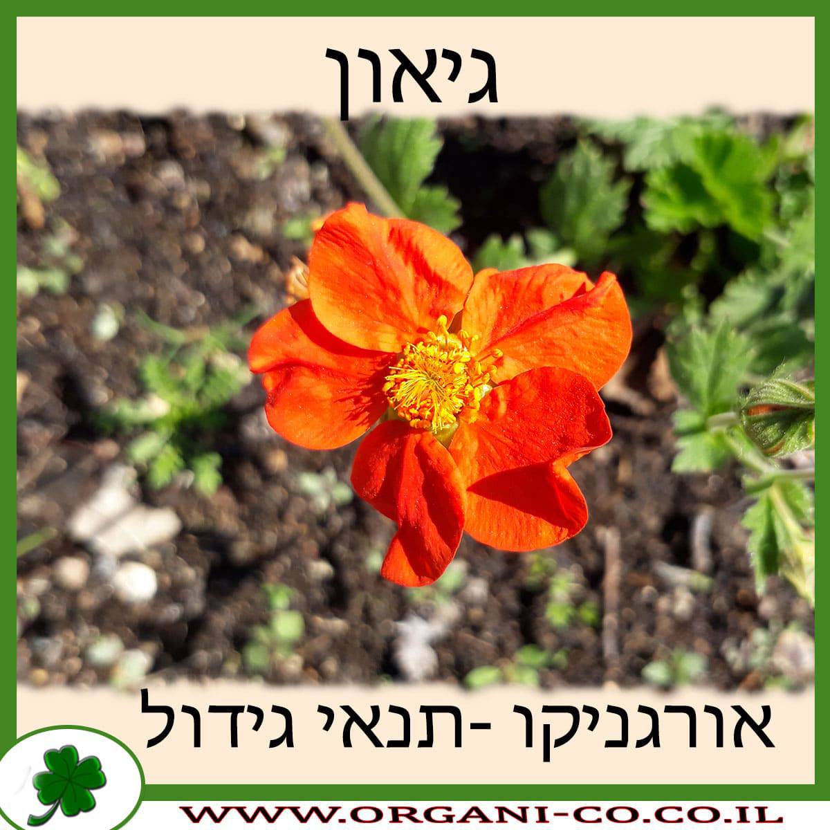 גיאון