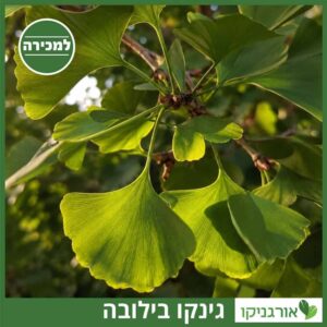 גינקו בילובה עץ למכירה - מחיר