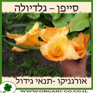 סייפן - גלדיולה