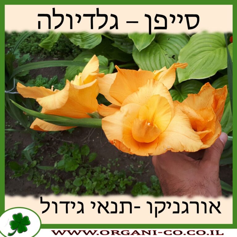 סייפן - גלדיולה