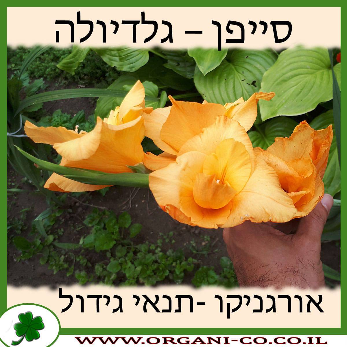 סייפן - גלדיולה