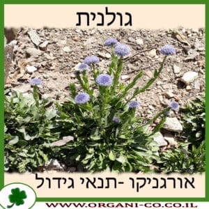 גולנית