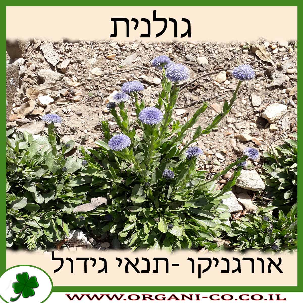 גולנית