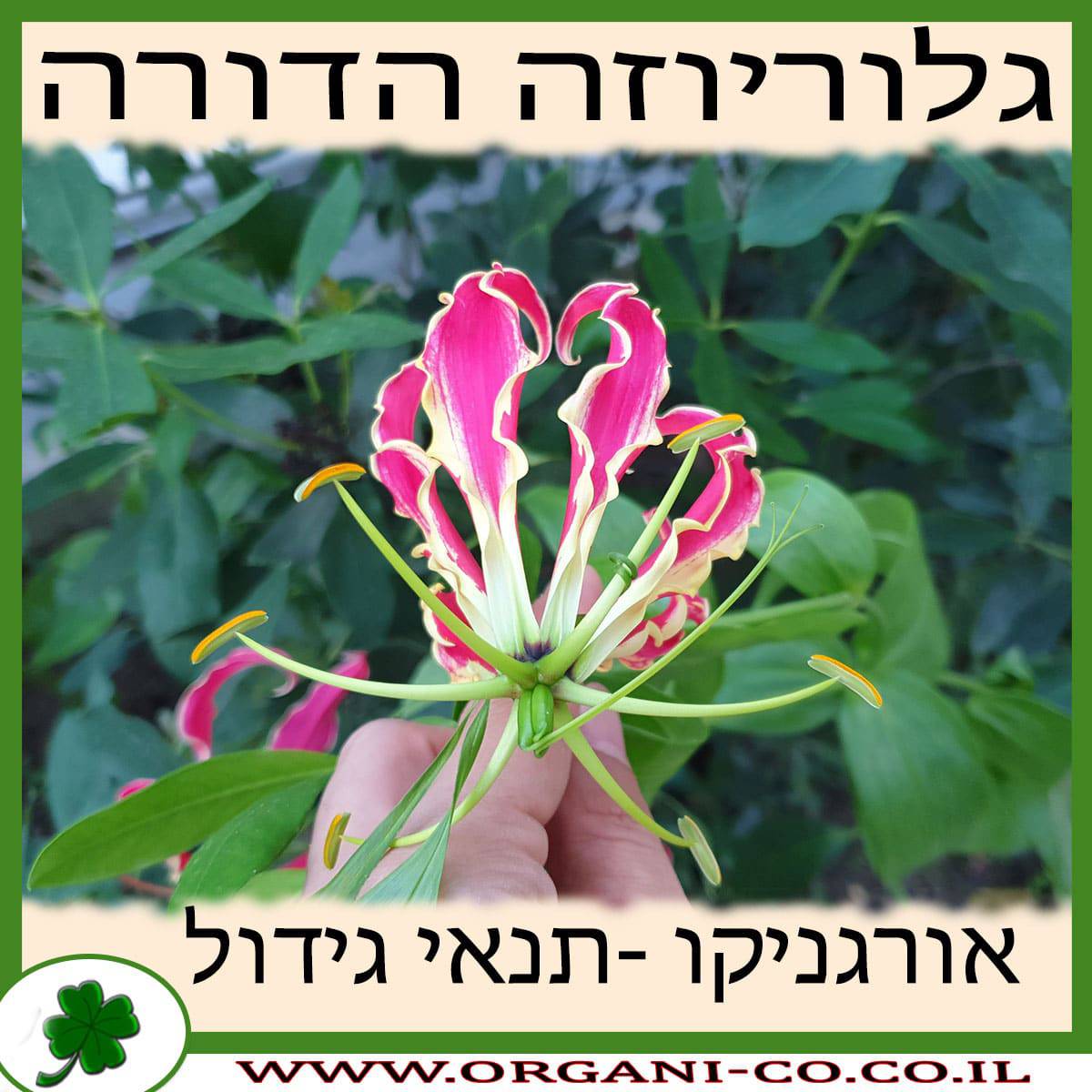 גלוריוזה הדורה גידול צמח
