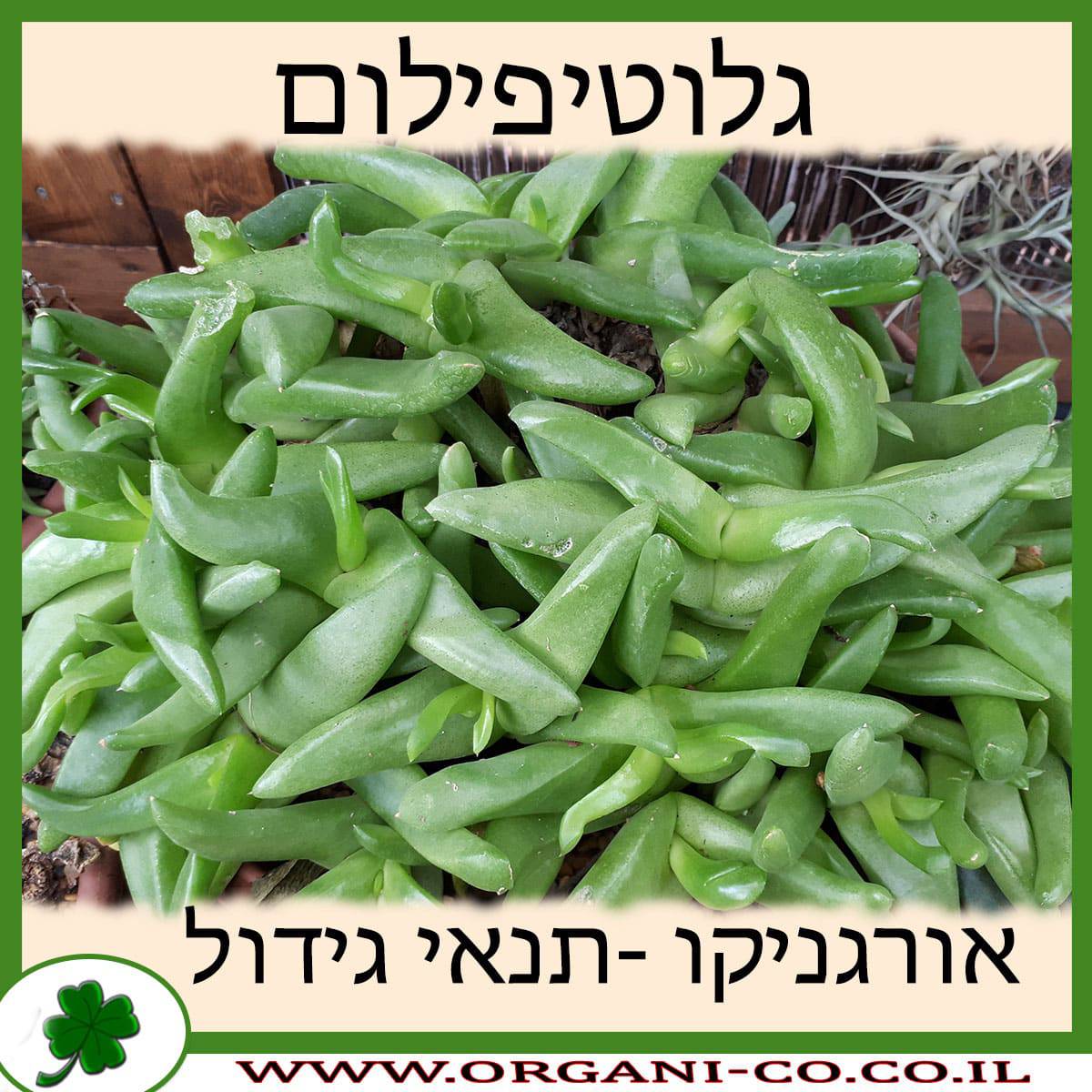 גלוטיפילום