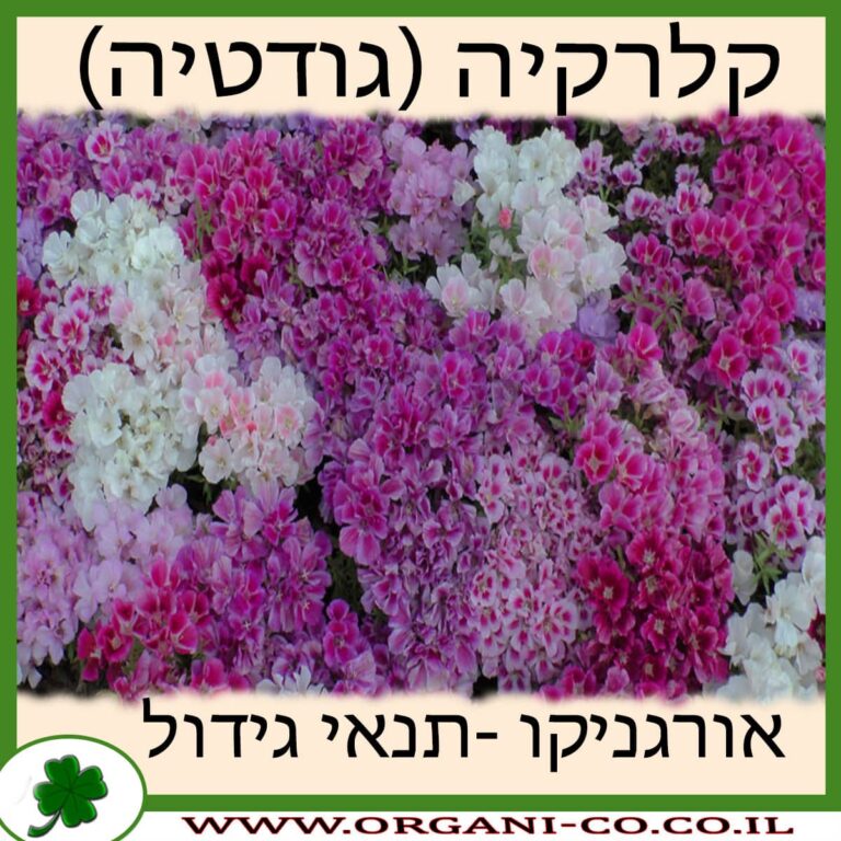 קלרקיה (גודטיה) גידול צמח