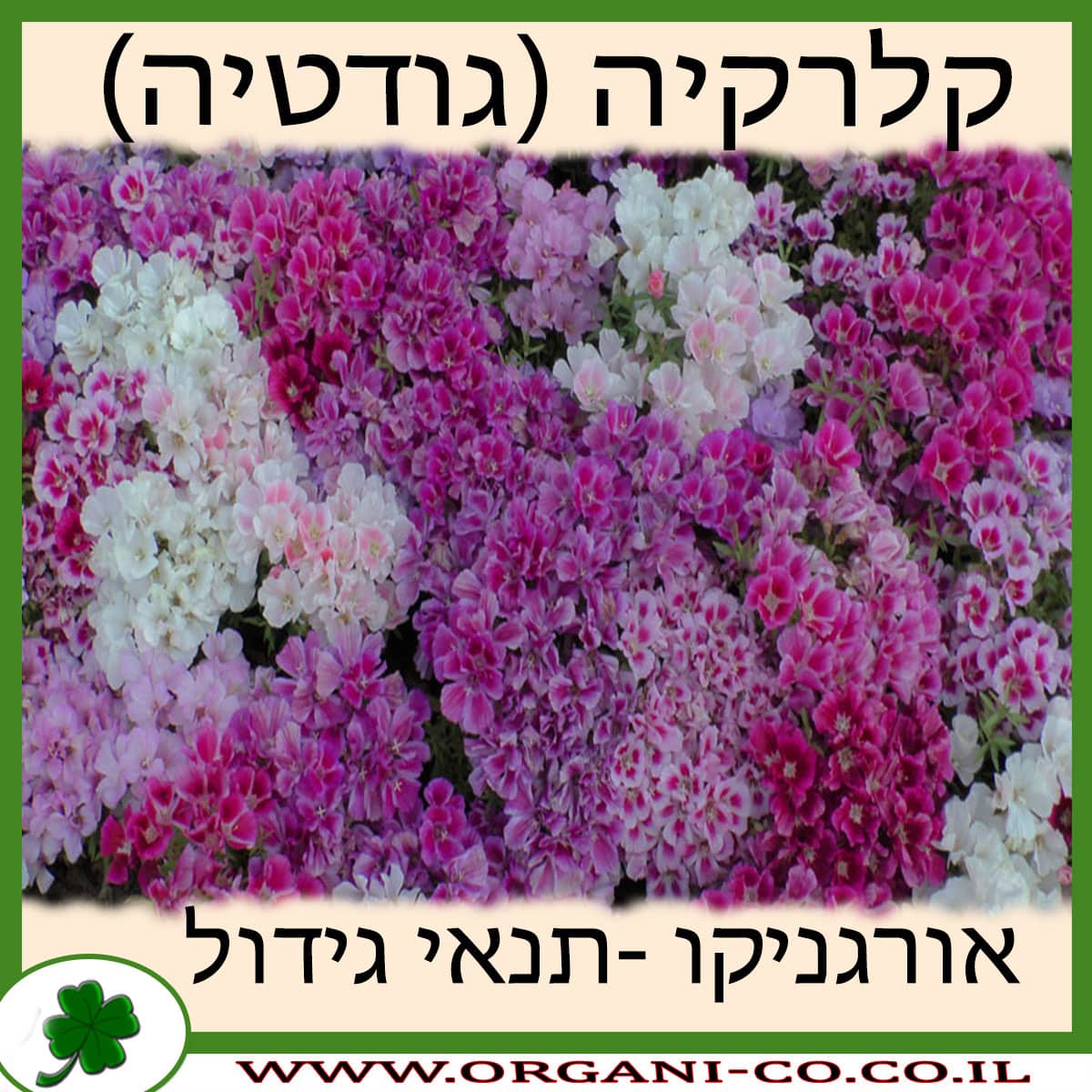 קלרקיה (גודטיה) גידול צמח