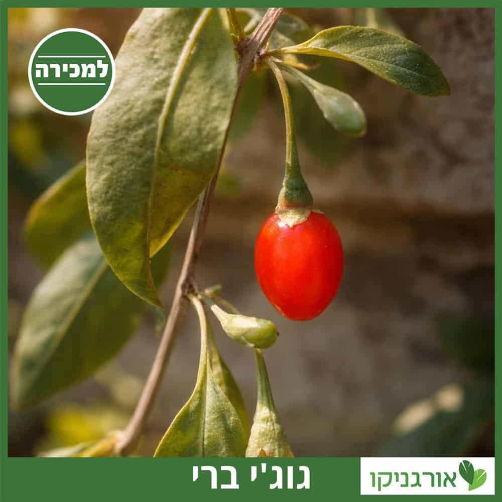 גוג'י ברי למכירה - מחיר