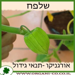 שלפח גידול צמח