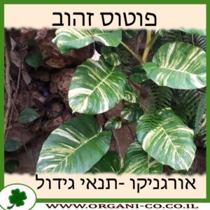 פוטוס זהוב