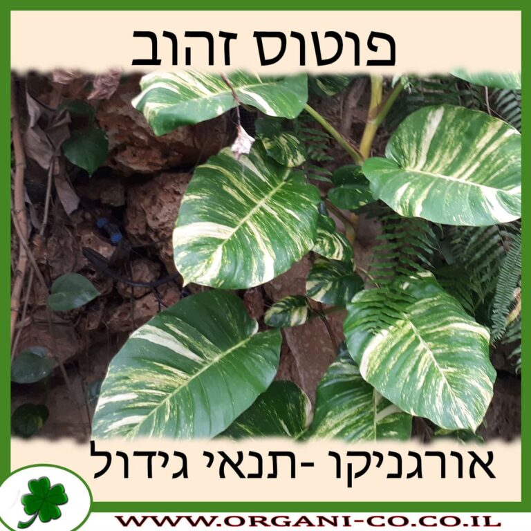 פוטוס זהוב פוטוס זהוב