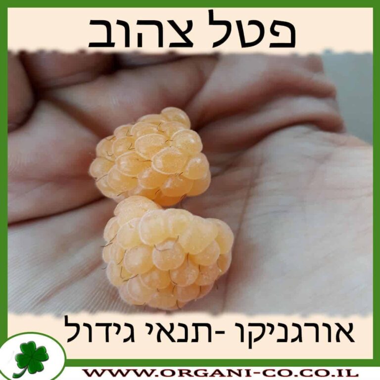 פטל צהוב פטל צהוב גידול צמח