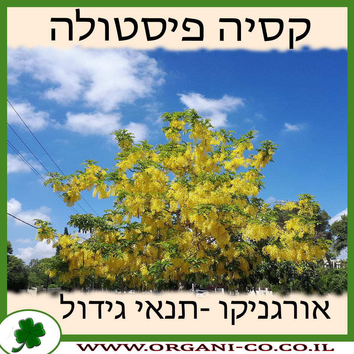קסיה פיסטולה גידול צמח