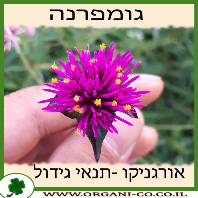 גומפרנה גומפרנה גידול צמח
