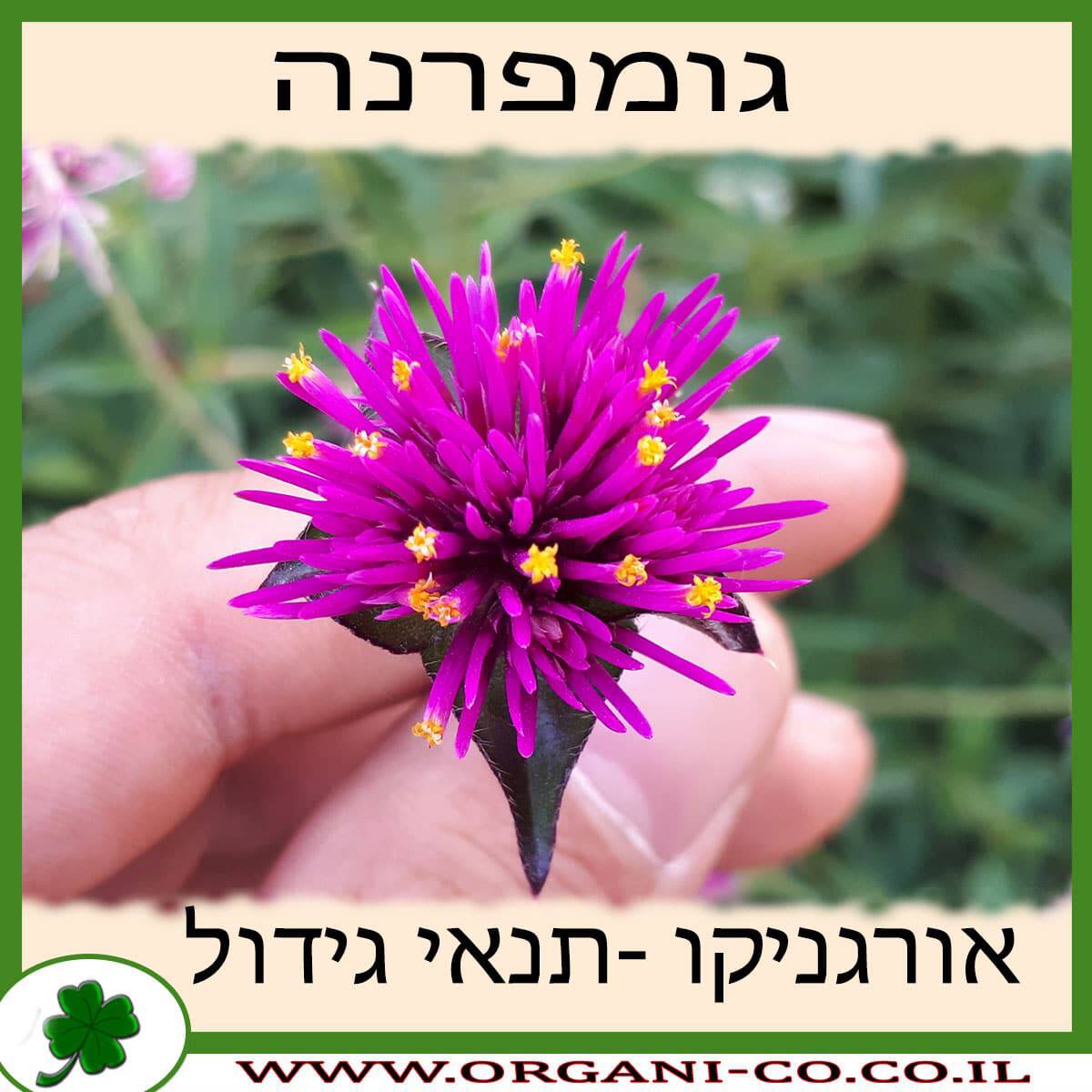 גומפרנה גידול צמח