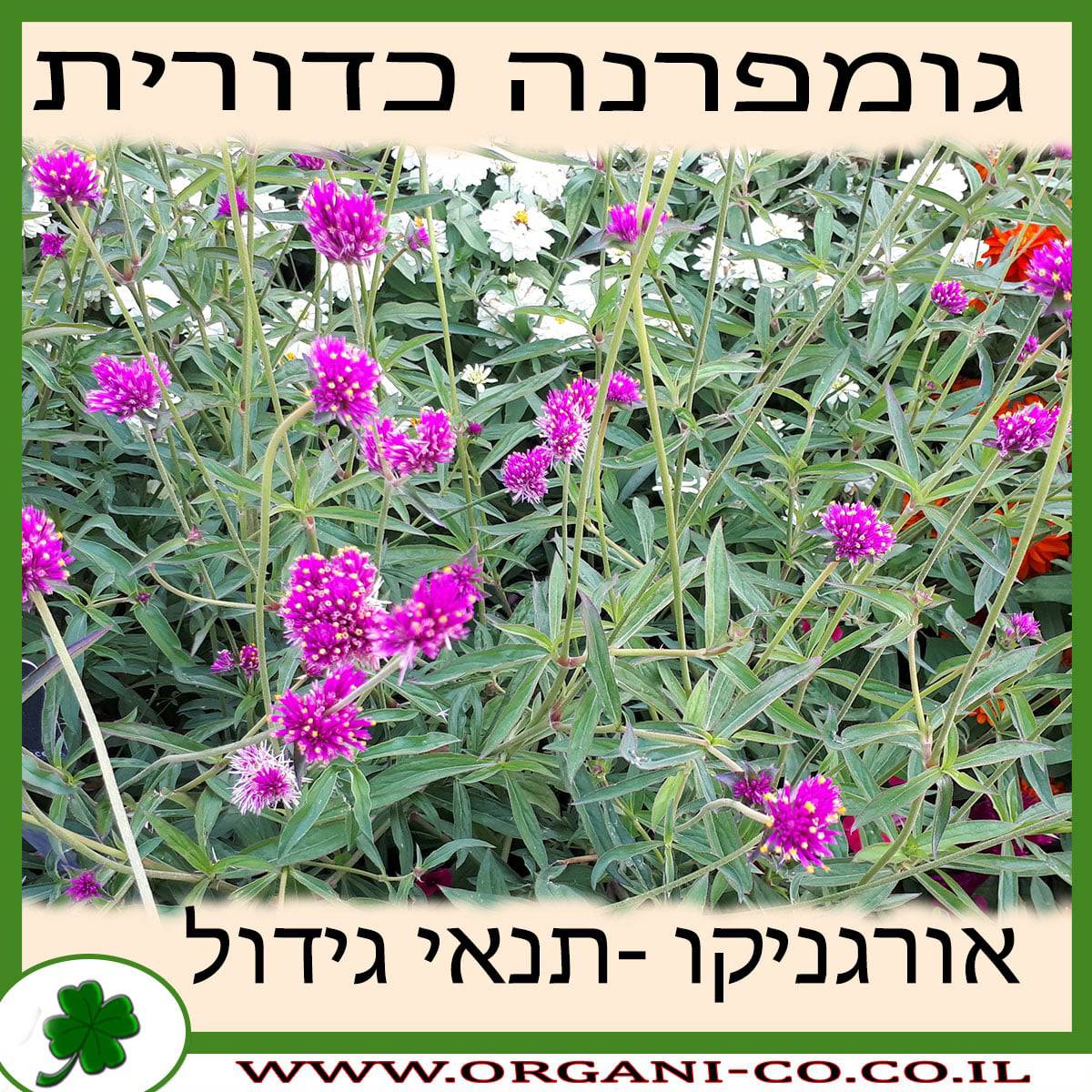 גומפרנה כדורית - תנאי גידול