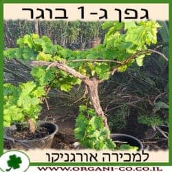 גפן ג-1 בוגר