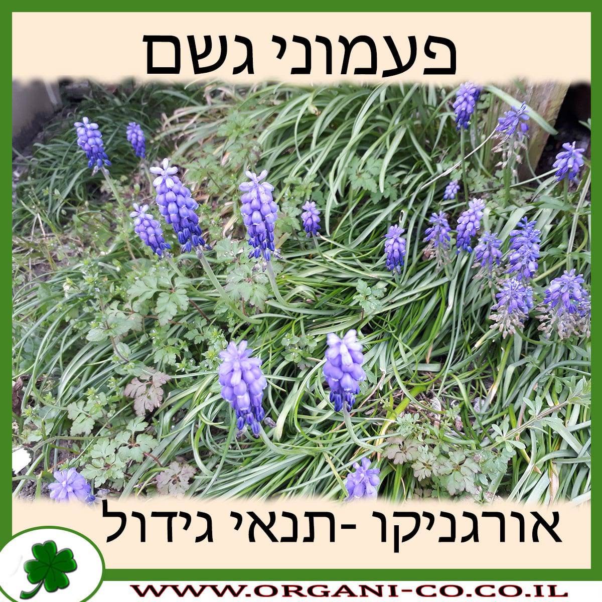 פעמוני גשם