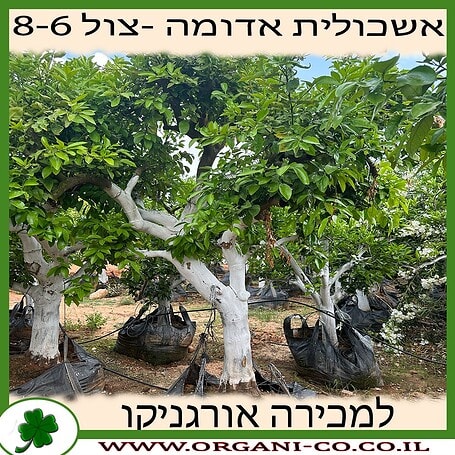 אשכולית אדומה בוגר 8-10 צול למכירה - מחיר