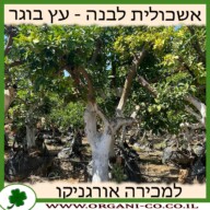 אשכולית לבנה - עץ בוגר 6-8 צול למכירה - מחיר