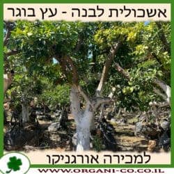 אשכולית לבנה - עץ בוגר 6-8 צול