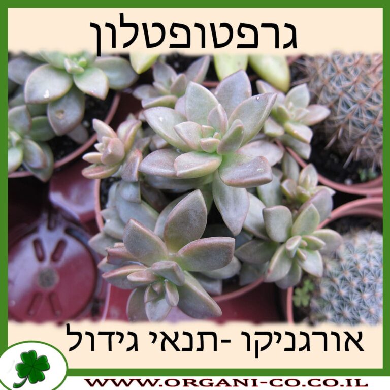 גרפטופטלון גרפטופטלון