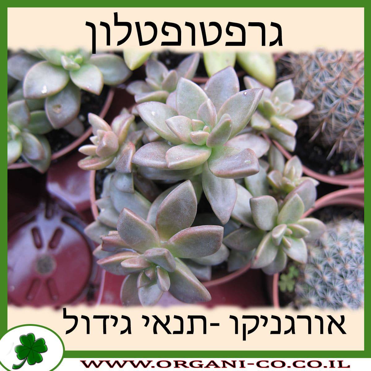 גרפטופטלון