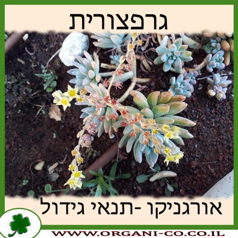 גרפצורית גרפצורית