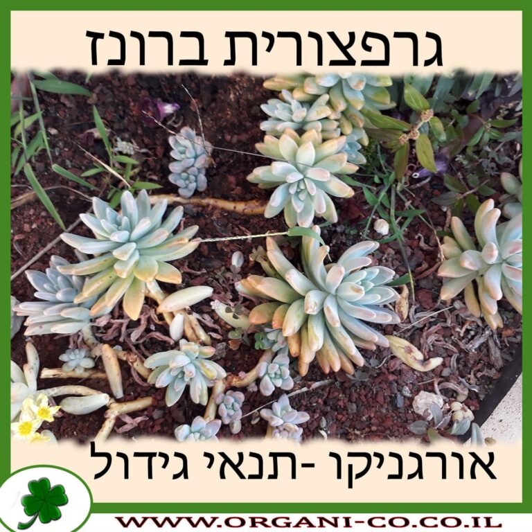 גרפצורית ברונז גרפצורית ברונז