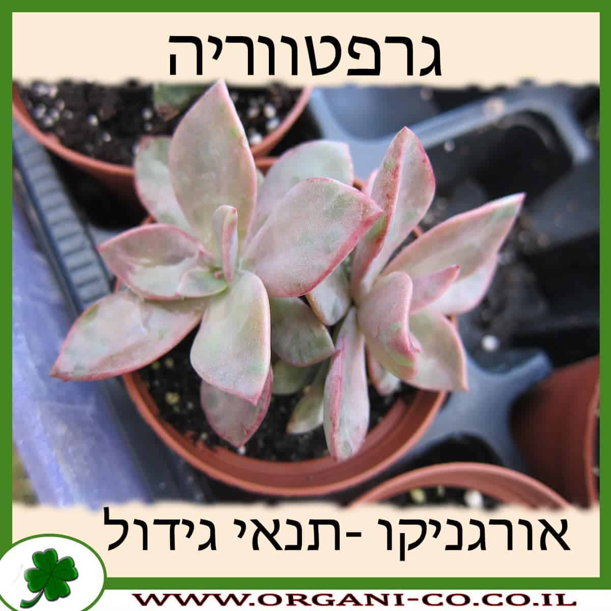 גרפטווריה