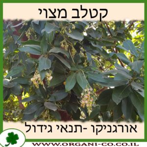 קטלב מצוי