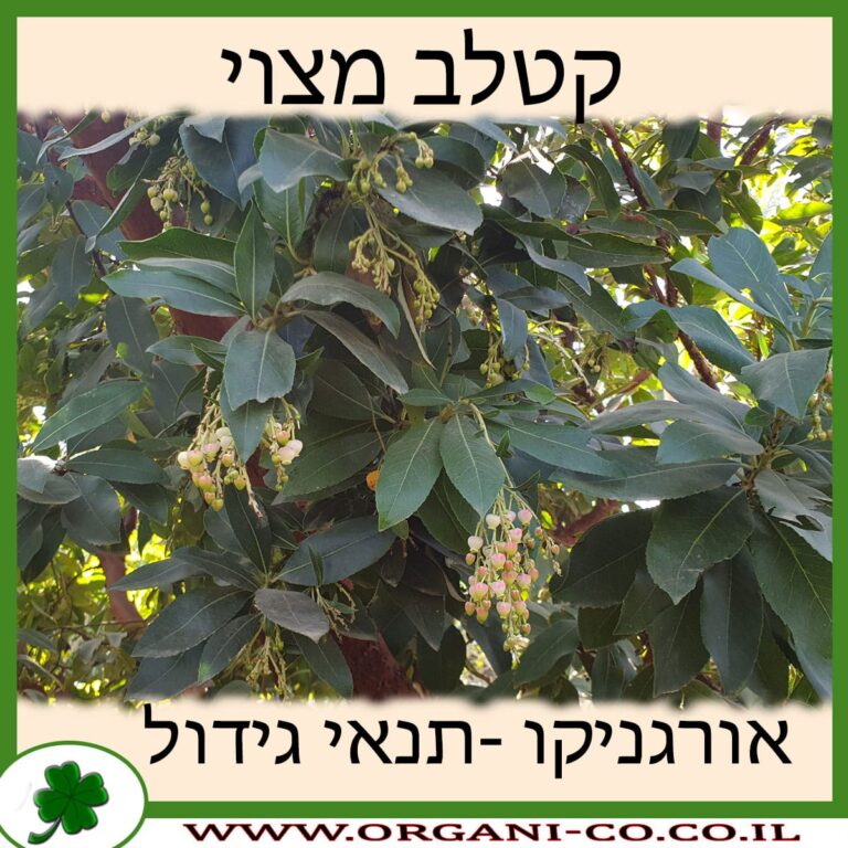 קטלב מצוי קטלב מצוי