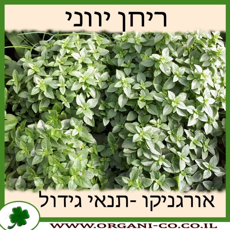 ריחן יווני ריחן יווני גידול צמח