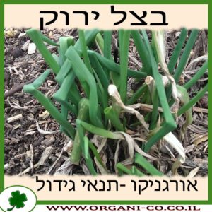 בצל ירוק גידול צמח