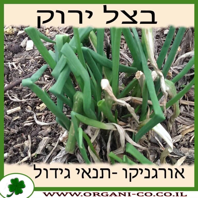 בצל ירוק בצל ירוק גידול צמח