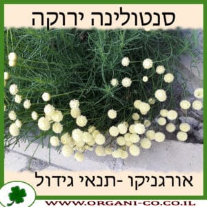 סנטולינה ירוקה