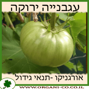 עגבנייה ירוקה גידול צמח