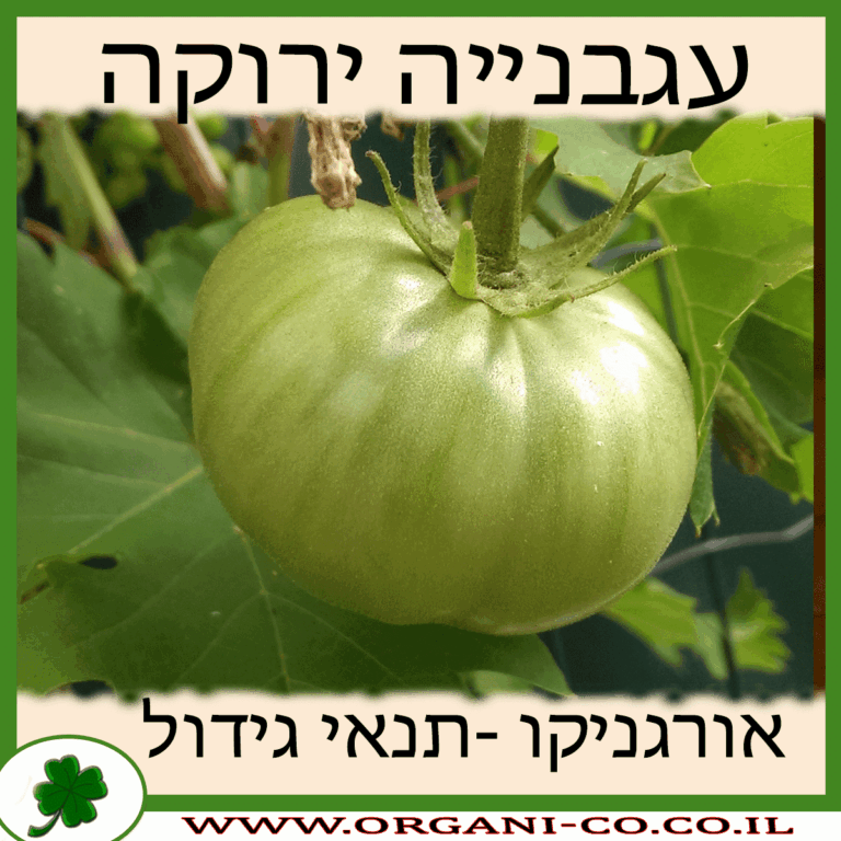 עגבנייה ירוקה עגבנייה ירוקה גידול צמח