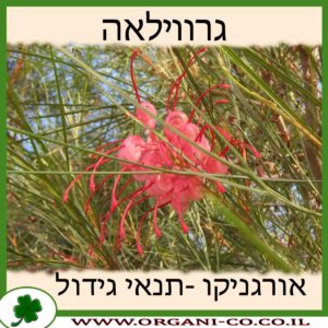 גרווילאה