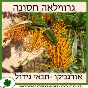 גרווילאה חסונה