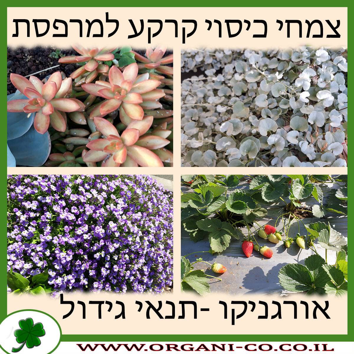 צמחי כיסוי קרקע למרפסת