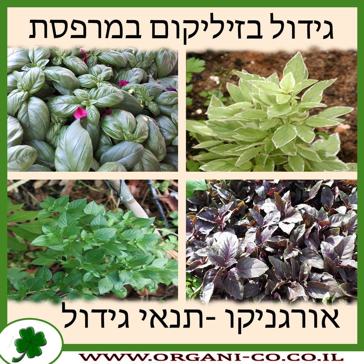 גידול בזיליקום במרפסת