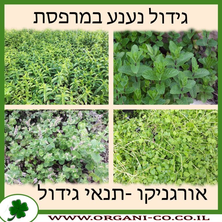 גידול נענע במרפסת