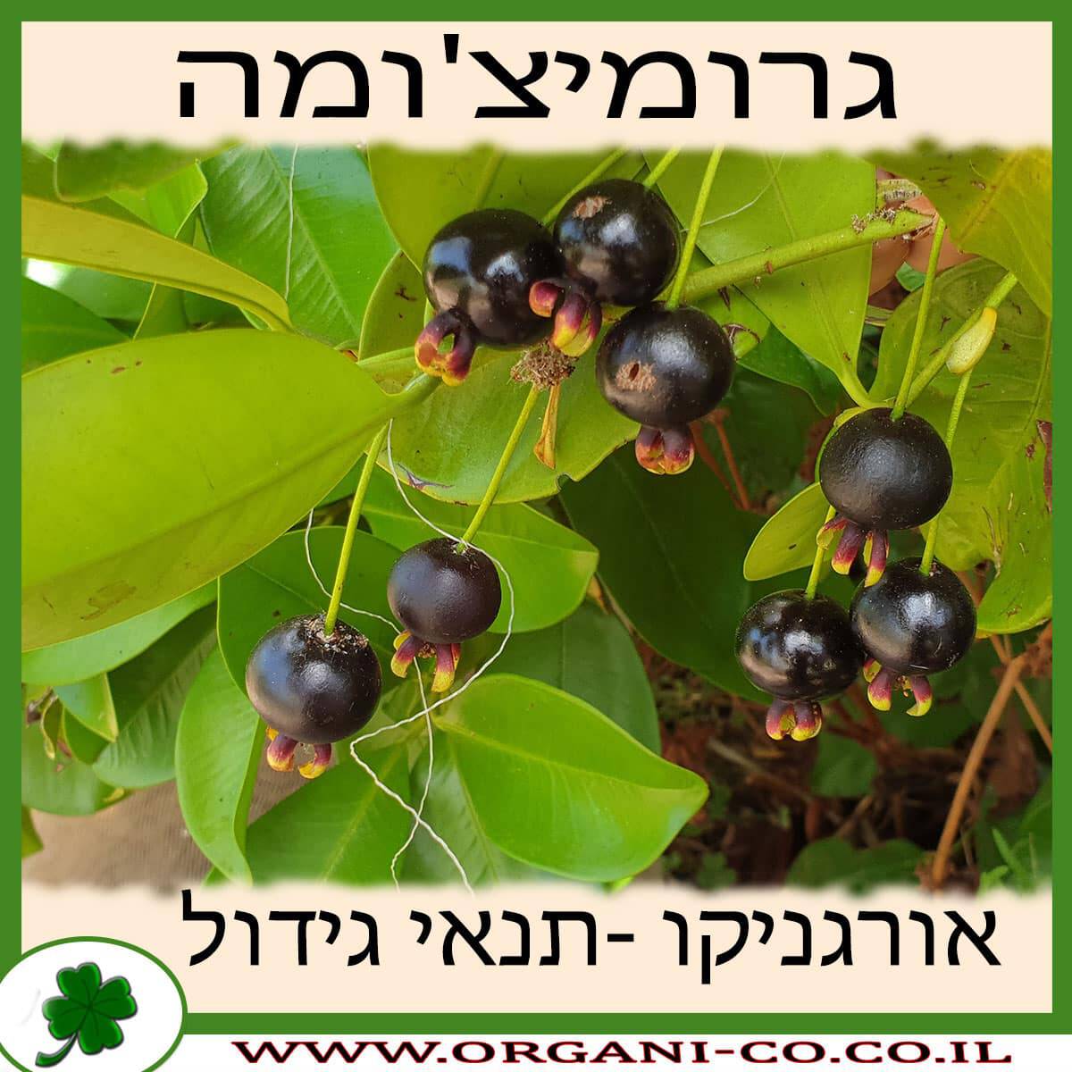 גרומיצ'ומה גידול צמח